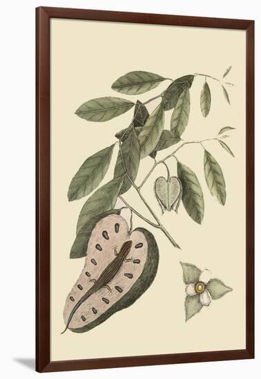 Blue Tail Lizard-Mark Catesby-Framed Art Print