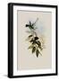 Blue-Tailed Amazili, Amazilia Cyanura-John Gould-Framed Giclee Print