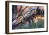 Blue-Tailed Day Gecko (Phelsuma Cepediana), Gekkonidae-null-Framed Giclee Print