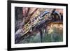 Blue-Tailed Day Gecko (Phelsuma Cepediana), Gekkonidae-null-Framed Giclee Print