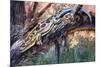 Blue-Tailed Day Gecko (Phelsuma Cepediana), Gekkonidae-null-Mounted Giclee Print