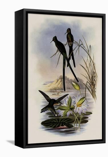Blue-Tailed Sylph, Cynanthus Cyanurus-John Gould-Framed Stretched Canvas