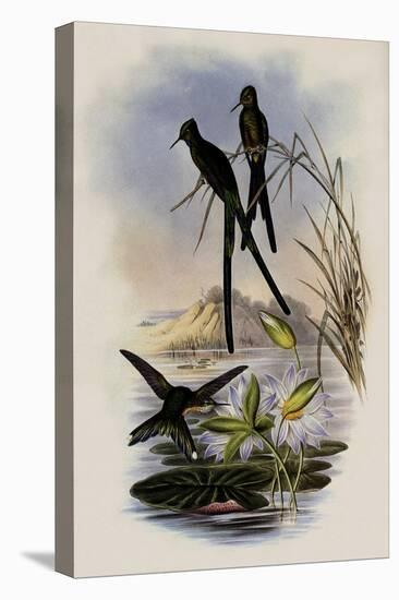 Blue-Tailed Sylph, Cynanthus Cyanurus-John Gould-Stretched Canvas