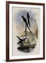 Blue-Tailed Sylph, Cynanthus Cyanurus-John Gould-Framed Giclee Print