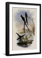 Blue-Tailed Sylph, Cynanthus Cyanurus-John Gould-Framed Giclee Print