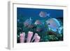 Blue Tang Shoal-Georgette Douwma-Framed Photographic Print