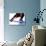 Blue Tango-Michele Roohani-Premium Giclee Print displayed on a wall