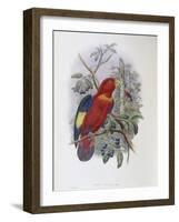 Blue, Thighed Lory-John Gould-Framed Giclee Print