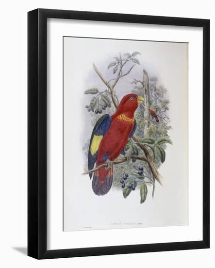 Blue, Thighed Lory-John Gould-Framed Giclee Print