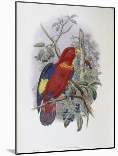 Blue, Thighed Lory-John Gould-Mounted Giclee Print
