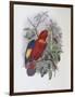 Blue, Thighed Lory-John Gould-Framed Giclee Print