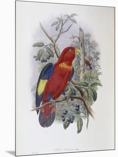 Blue, Thighed Lory-John Gould-Mounted Giclee Print