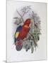 Blue, Thighed Lory-John Gould-Mounted Giclee Print