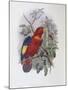 Blue, Thighed Lory-John Gould-Mounted Giclee Print