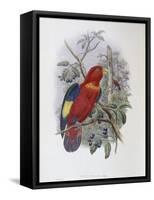 Blue, Thighed Lory-John Gould-Framed Stretched Canvas