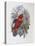 Blue, Thighed Lory-John Gould-Stretched Canvas