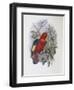 Blue, Thighed Lory-John Gould-Framed Giclee Print