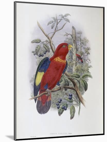 Blue, Thighed Lory-John Gould-Mounted Giclee Print