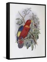 Blue, Thighed Lory-John Gould-Framed Stretched Canvas