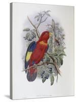 Blue, Thighed Lory-John Gould-Stretched Canvas