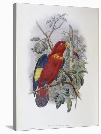 Blue, Thighed Lory-John Gould-Stretched Canvas