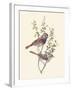 Blue Throat-Anatole Marlin-Framed Giclee Print