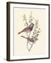 Blue Throat-Anatole Marlin-Framed Giclee Print