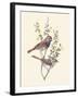 Blue Throat-Anatole Marlin-Framed Giclee Print