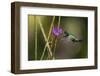 Blue-throated emerald-Ken Archer-Framed Photographic Print