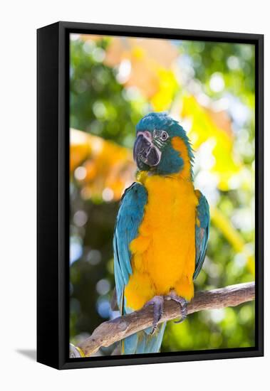 Blue-Throated Macaw (Ara Glaucogularis)-Lynn M^ Stone-Framed Stretched Canvas