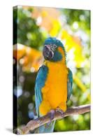 Blue-Throated Macaw (Ara Glaucogularis)-Lynn M^ Stone-Stretched Canvas