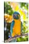 Blue-Throated Macaw (Ara Glaucogularis)-Lynn M^ Stone-Stretched Canvas