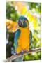 Blue-Throated Macaw (Ara Glaucogularis)-Lynn M^ Stone-Mounted Premium Photographic Print