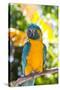 Blue-Throated Macaw (Ara Glaucogularis)-Lynn M^ Stone-Stretched Canvas