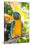 Blue-Throated Macaw (Ara Glaucogularis)-Lynn M^ Stone-Stretched Canvas