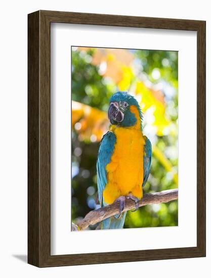 Blue-Throated Macaw (Ara Glaucogularis)-Lynn M^ Stone-Framed Photographic Print