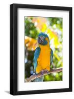 Blue-Throated Macaw (Ara Glaucogularis)-Lynn M^ Stone-Framed Photographic Print