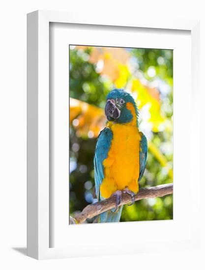 Blue-Throated Macaw (Ara Glaucogularis)-Lynn M^ Stone-Framed Photographic Print