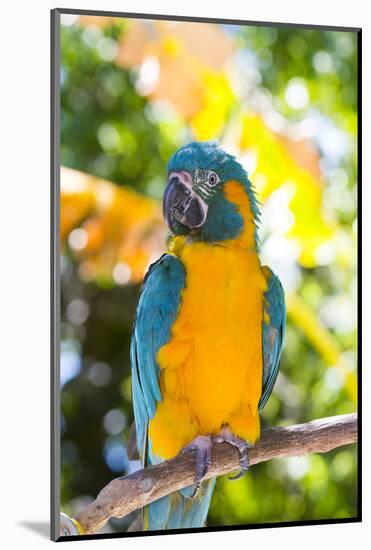 Blue-Throated Macaw (Ara Glaucogularis)-Lynn M^ Stone-Mounted Photographic Print