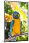 Blue-Throated Macaw (Ara Glaucogularis)-Lynn M^ Stone-Mounted Photographic Print