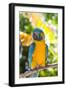 Blue-Throated Macaw (Ara Glaucogularis)-Lynn M^ Stone-Framed Photographic Print