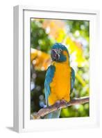 Blue-Throated Macaw (Ara Glaucogularis)-Lynn M^ Stone-Framed Photographic Print