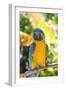 Blue-Throated Macaw (Ara Glaucogularis)-Lynn M^ Stone-Framed Photographic Print