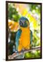 Blue-Throated Macaw (Ara Glaucogularis)-Lynn M^ Stone-Framed Photographic Print