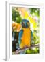 Blue-Throated Macaw (Ara Glaucogularis)-Lynn M^ Stone-Framed Photographic Print