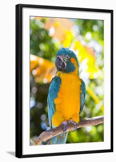 Blue-Throated Macaw (Ara Glaucogularis)-Lynn M^ Stone-Framed Photographic Print