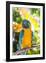 Blue-Throated Macaw (Ara Glaucogularis)-Lynn M^ Stone-Framed Photographic Print