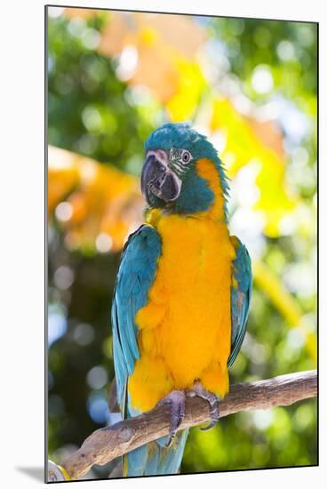 Blue-Throated Macaw (Ara Glaucogularis)-Lynn M^ Stone-Mounted Photographic Print