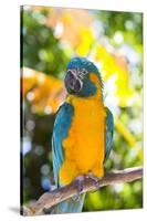 Blue-Throated Macaw (Ara Glaucogularis)-Lynn M^ Stone-Stretched Canvas