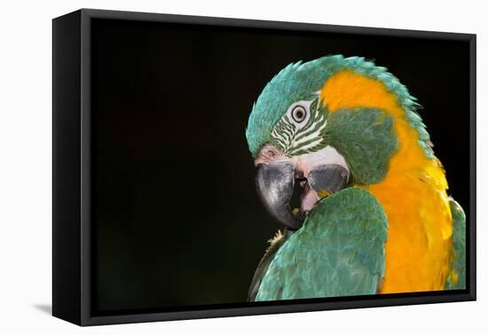 Blue-Throated Macaw (Ara Glaucongularis)-Lynn M^ Stone-Framed Stretched Canvas